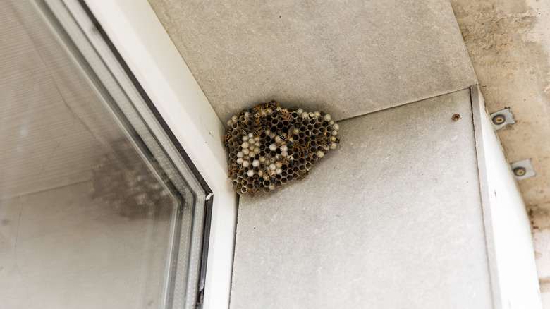 Wasps nest by window