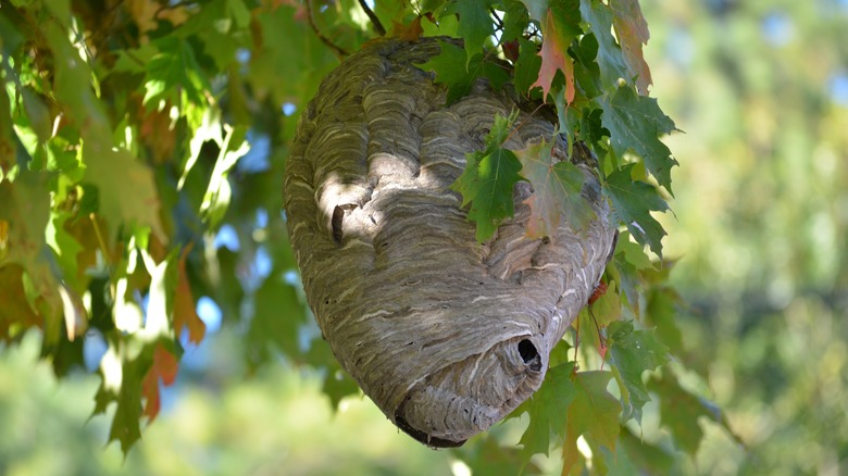 Hornet nest in tree