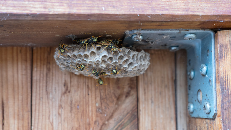 Wasps under table