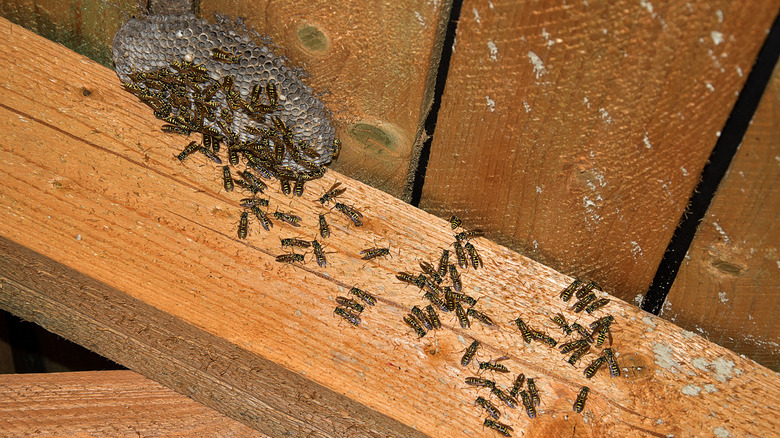 Wasps in attic