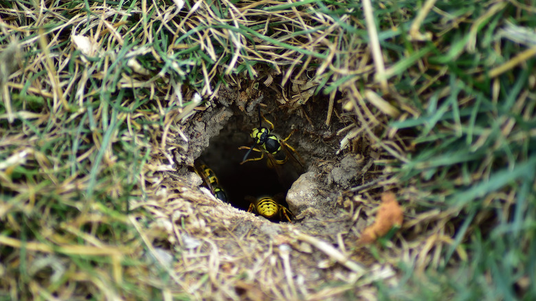 Yellowjackets in ground nest