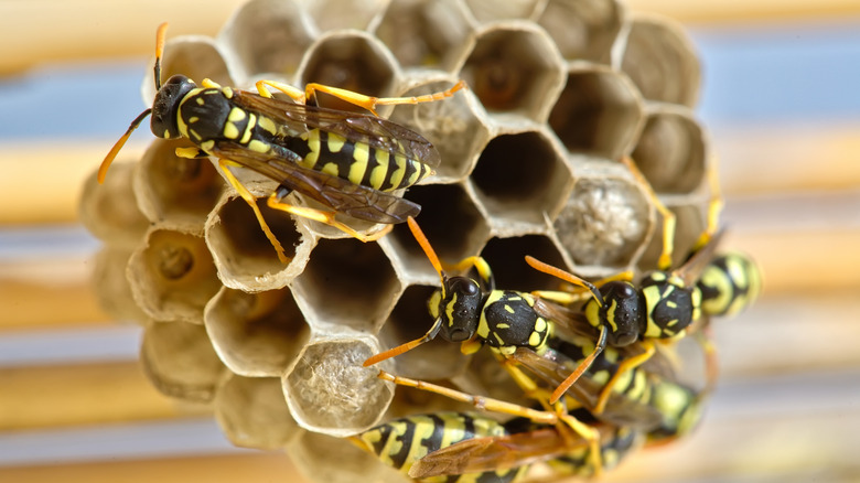 Wasps on nest
