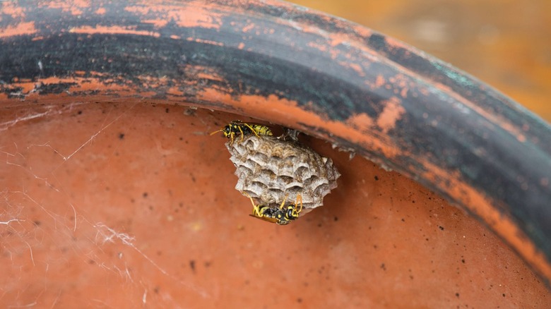 Wasps on clay pot