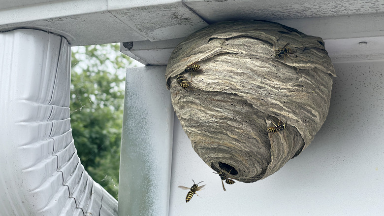 Wasp nest under eave of house