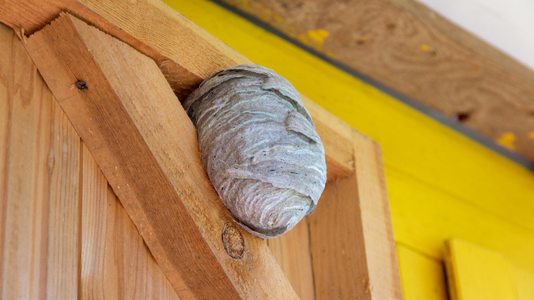 Hornet nest on storage shed