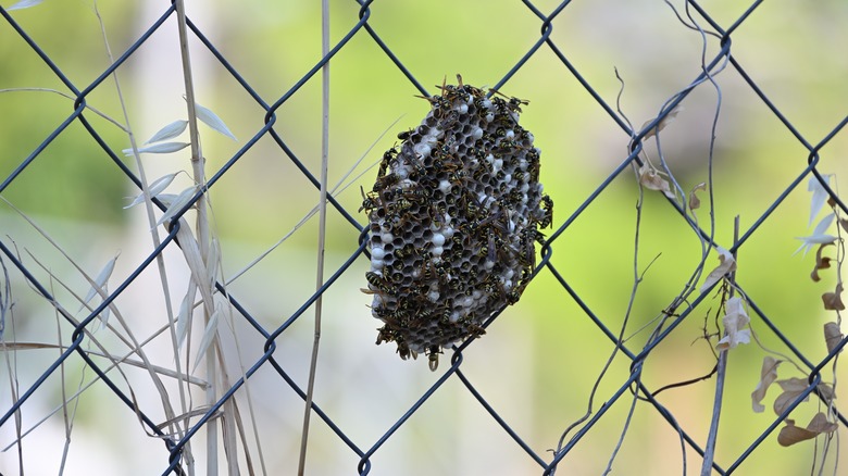 Wasps nest on fence