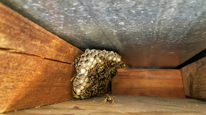 Wasp nest under roof