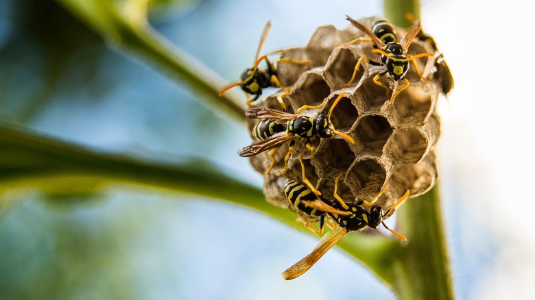 Wasps building nest on plant