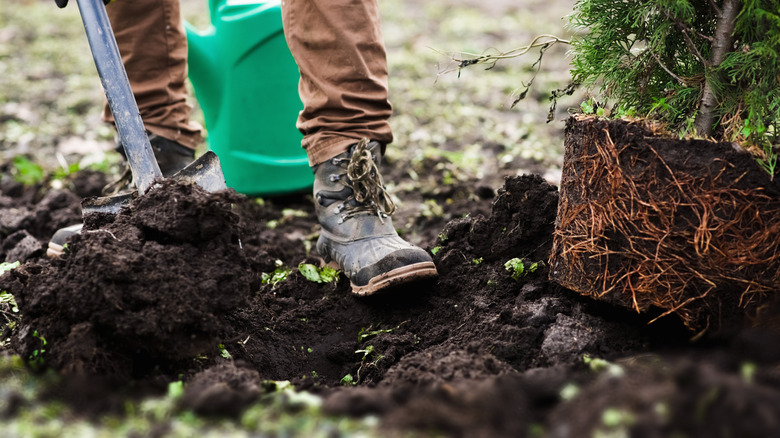 Gardener digging a hole to plant a new tree in the yard