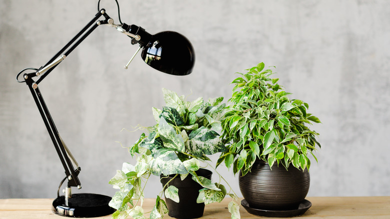 Desk lamp over houseplants