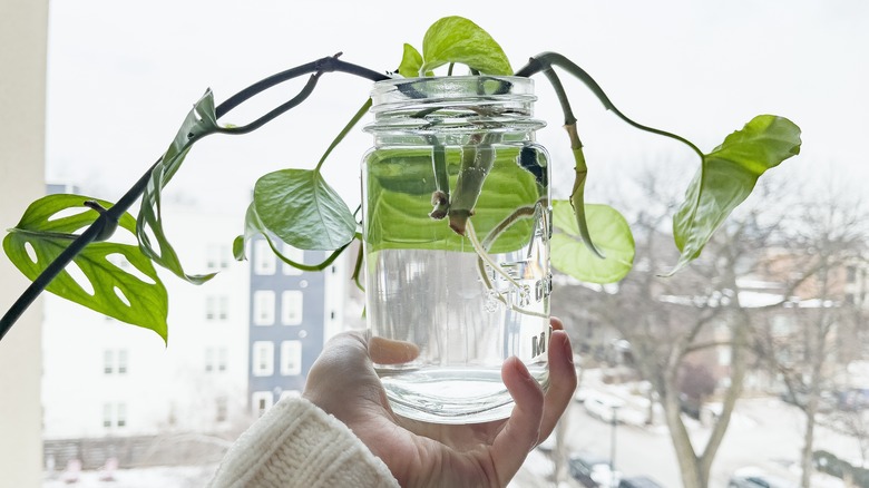 A hand holding a clear mason jar filled with water and a monstera stem cutting