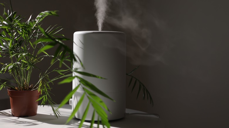 A room humidifier next to a parlor palm plant