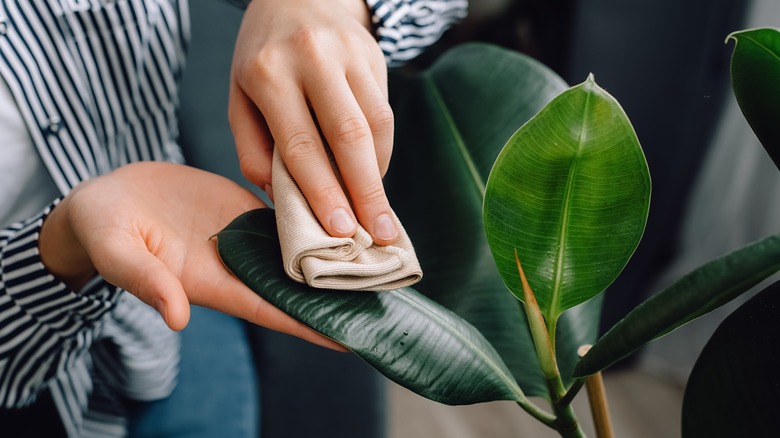 A person wiping dust off of a ficus plant leaves