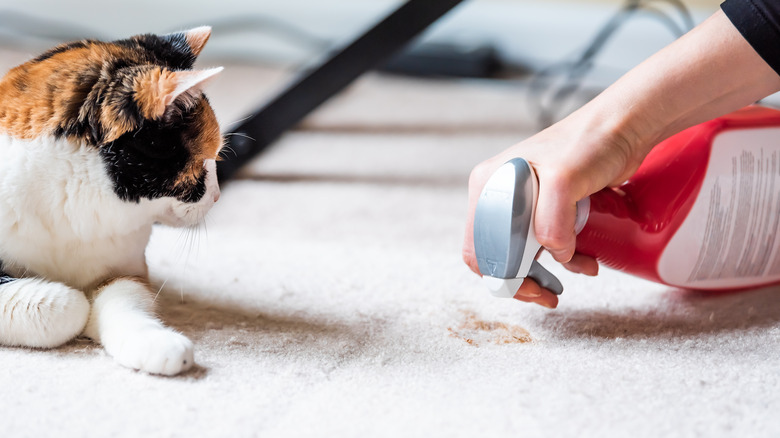 Pet stain remover sprayed on carpet