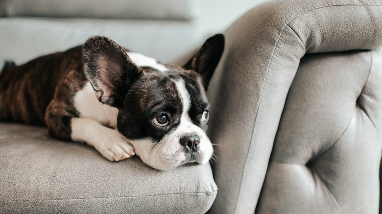 french bulldog on couch