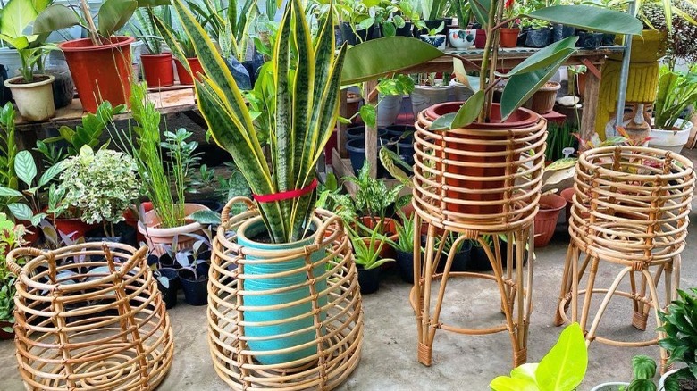 Rattan plant baskets