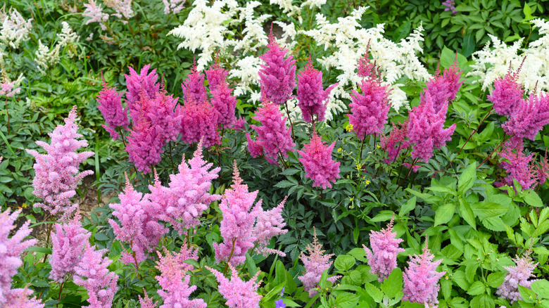 Lavender, purple, and white astillbe growing outdoors