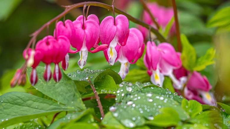 Bleeding heart flowers arching over dew-covered foillage