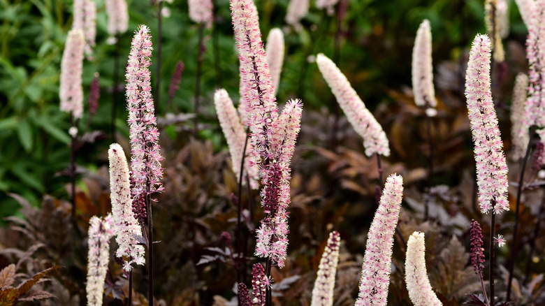 An up close view of Bugbane 'Hillside Black Beauty' growing in the landscape