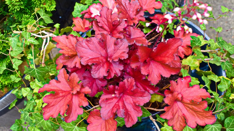 Red coral bells growing in a pot outdoors