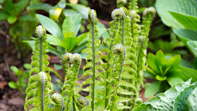 An up close view of an ostrich fern displaying its unfurling stems