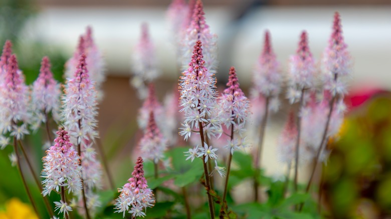 An up close view of foam flowers growing upright