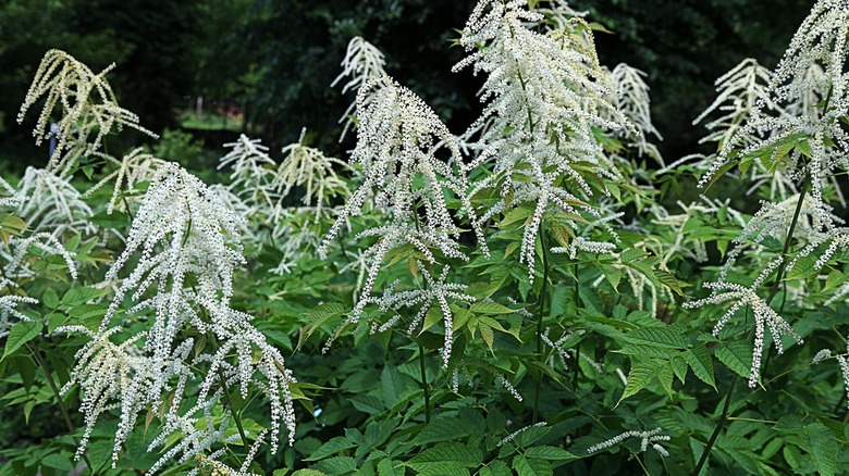 Goat's beard blooming in outdoor lanscaping