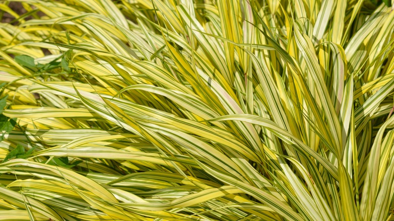 Vibrant Golden Hakonechloa growing in a cluster