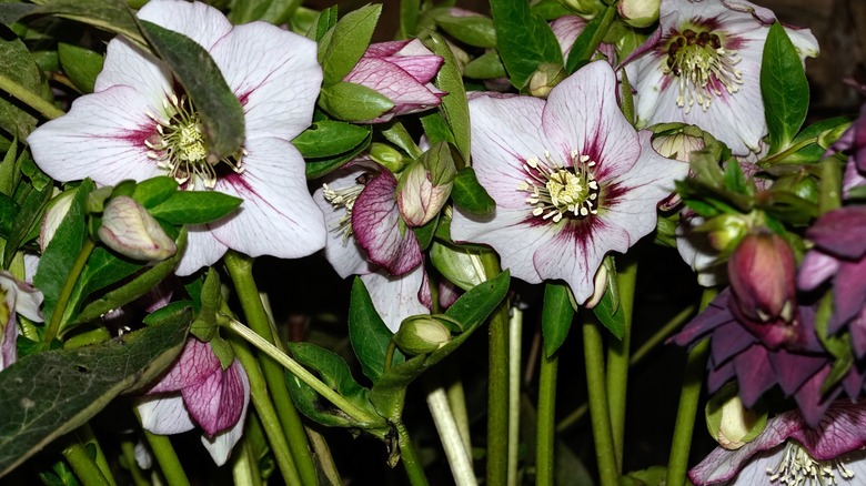 Hellebores buds and blooms clustered among their stems