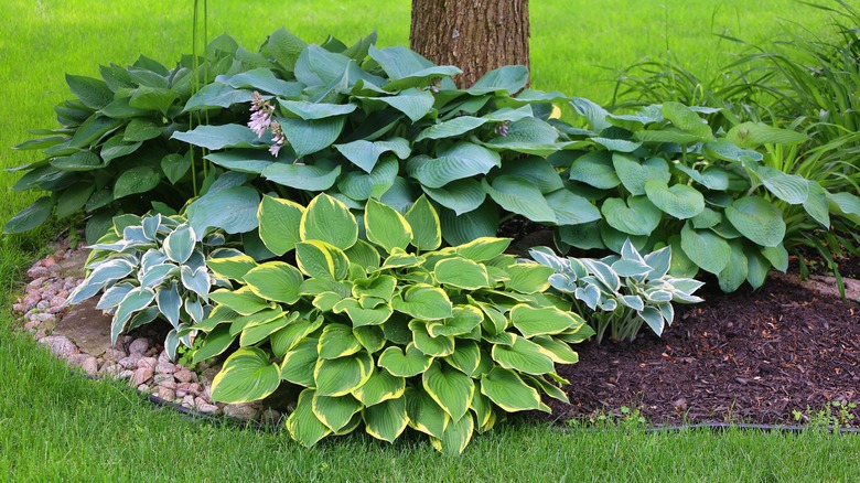 Various types of hosta growing in a yard scape near a tree