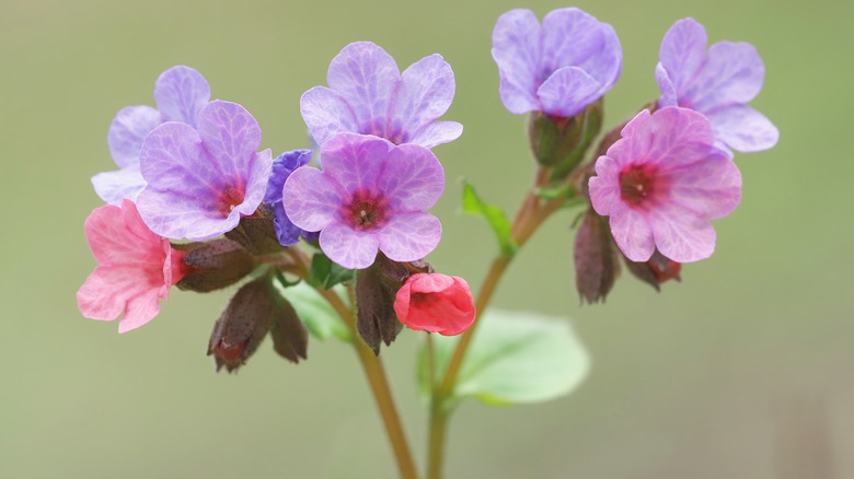 An up close view of delicate lungwort flowers growing from a single stem