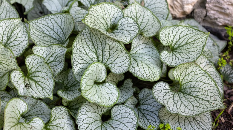 An arial view of Siberian bugloss' heart-shaped leaves