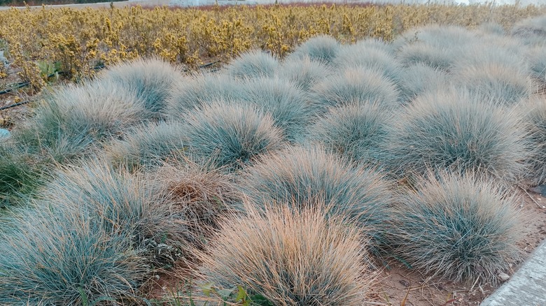 Blue fescue grass clumps