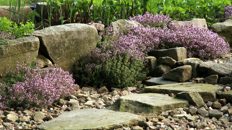 Breckland thyme on rocks