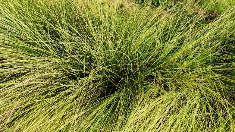 Carex pensylvanica Pennsylvania sedge