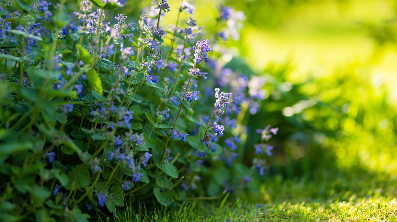 Flowering catmint in garden