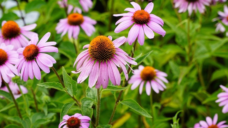 Echinacea coneflower blooms in garden