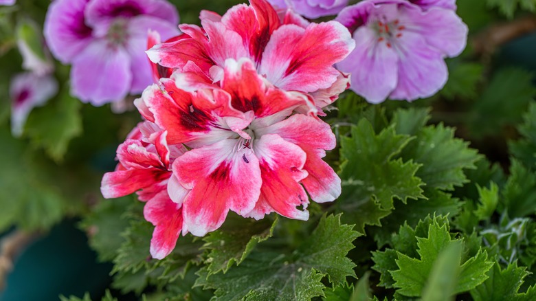 Bright pink geranium blooms