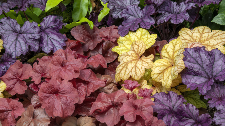 Colorful huechera coral bells plants 