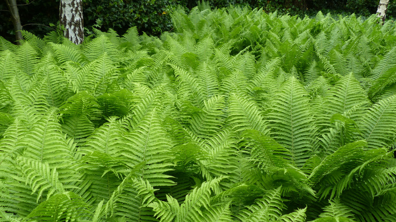 Dense lady ferns growing together