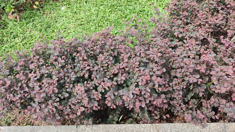 Purple dwarf loropetalum