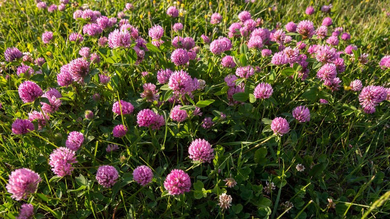 Red clover blooms