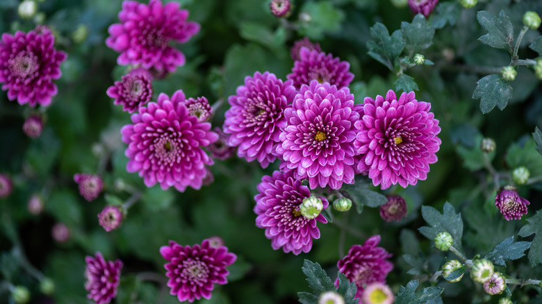 Small purple mums blooming in garden