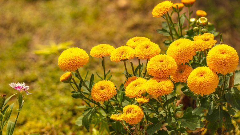 Bright yellow button mums in garden