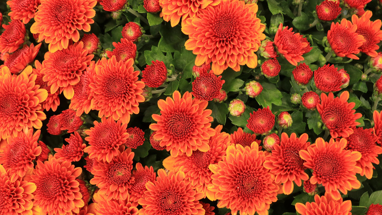 'Cheryl Spicy Orange' bright orange garden mum