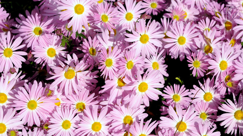 'Clara Curtis' daisy mum in garden with yellow centers and pink petals