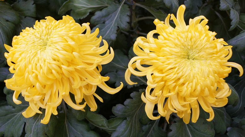 Two yellow football mums in garden