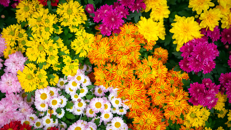 Colorful assortment of mums in the garden