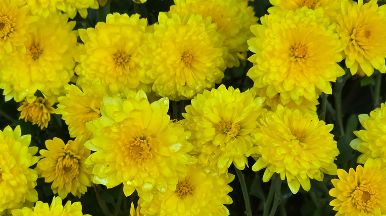 Belgian mum 'Padre Yellow' in garden