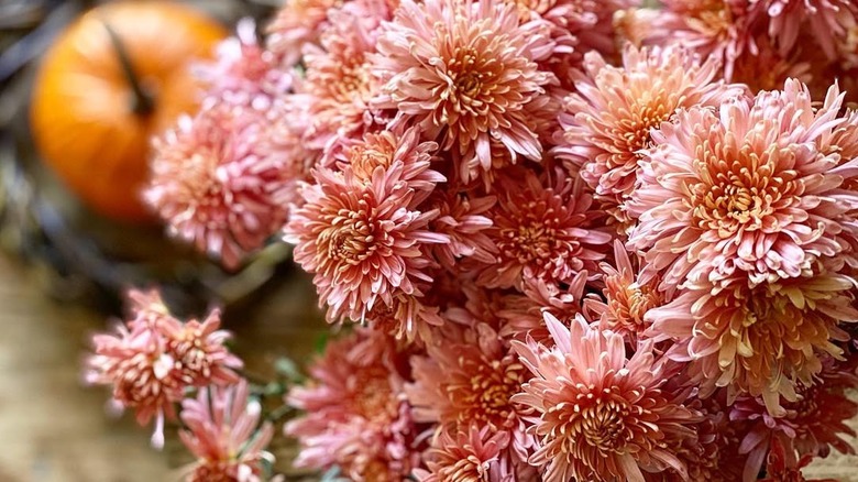 'Pat Lehman' pale peach garden mum bundle with pumpkin in background